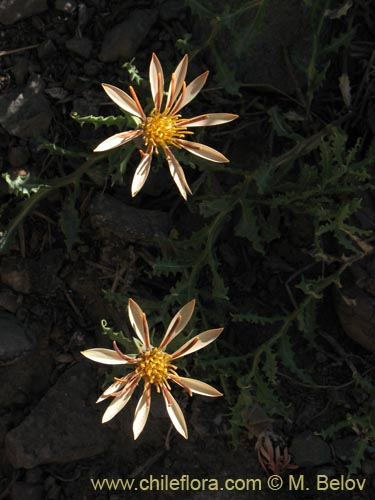 Image of Mutisia sinuata (). Click to enlarge parts of image.