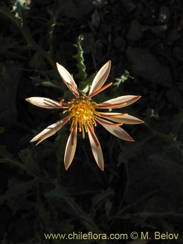 Image of Mutisia sinuata (). Click to enlarge parts of image.