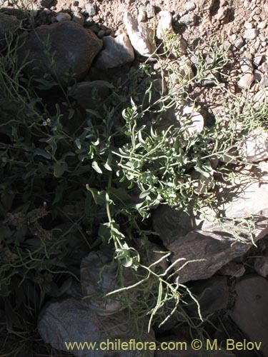 Image of Sisymbrium andinum (). Click to enlarge parts of image.