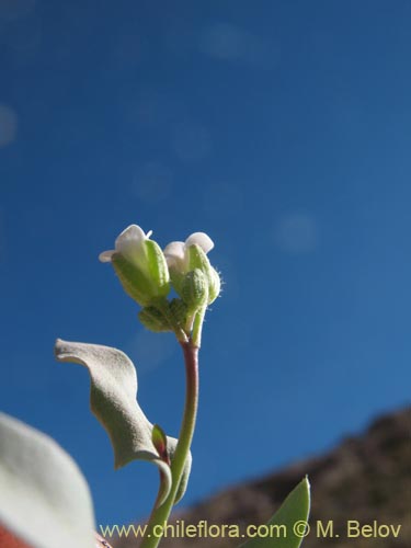 Image of Sisymbrium andinum (). Click to enlarge parts of image.