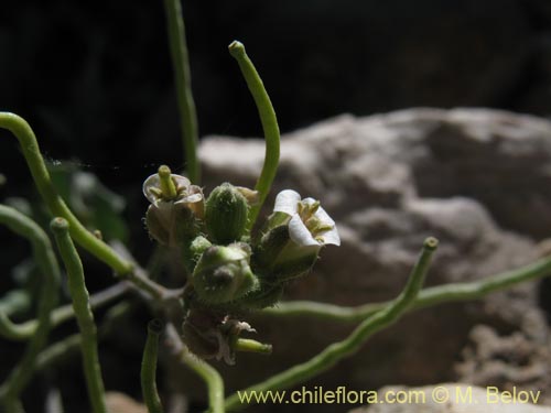 Imágen de Sisymbrium andinum (). Haga un clic para aumentar parte de imágen.