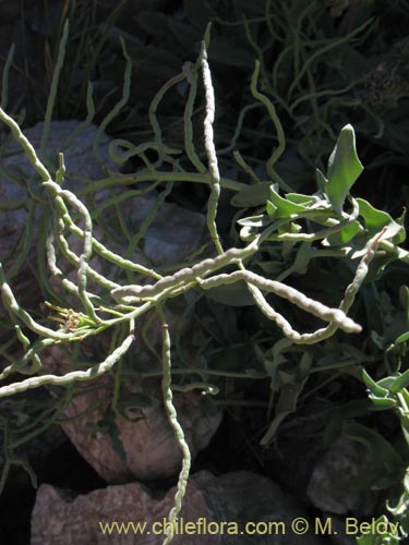 Imágen de Sisymbrium andinum (). Haga un clic para aumentar parte de imágen.