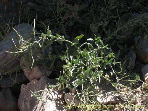 Image of Sisymbrium andinum (). Click to enlarge parts of image.