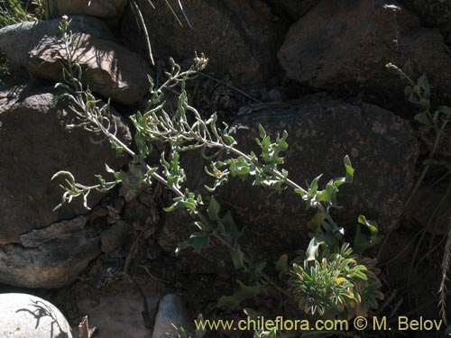 Sisymbrium andinumの写真