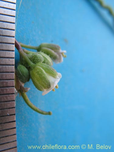 Bild von Sisymbrium andinum (). Klicken Sie, um den Ausschnitt zu vergrössern.