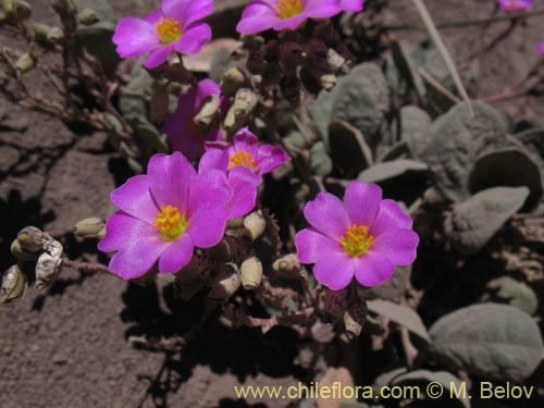 Bild von Cistanthe picta (). Klicken Sie, um den Ausschnitt zu vergrössern.