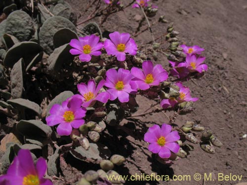 Imágen de Cistanthe picta (). Haga un clic para aumentar parte de imágen.