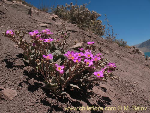 Cistanthe picta的照片