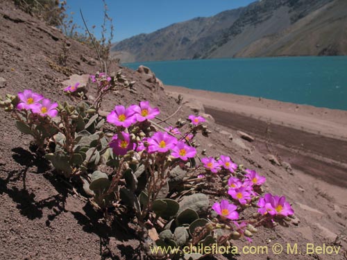 Image of Cistanthe picta (). Click to enlarge parts of image.