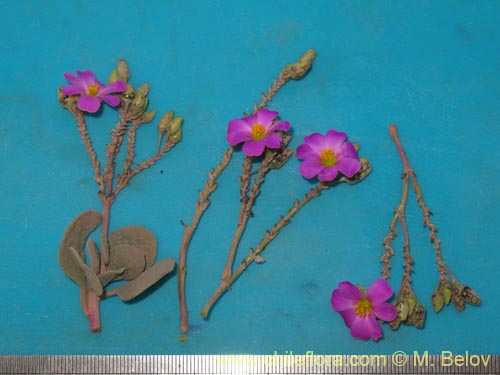 Image of Cistanthe picta (). Click to enlarge parts of image.