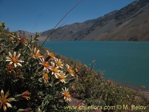 Imágen de Mutisia sinuata (). Haga un clic para aumentar parte de imágen.