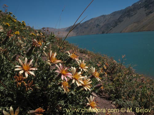 Imágen de Mutisia sinuata (). Haga un clic para aumentar parte de imágen.