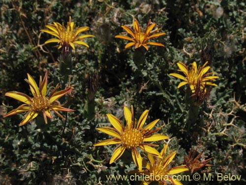 Imágen de Mutisia sinuata (). Haga un clic para aumentar parte de imágen.