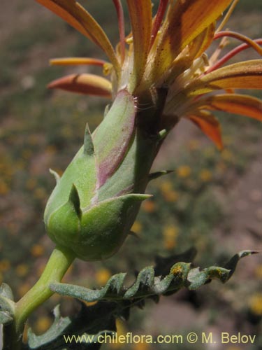 Bild von Mutisia sinuata (). Klicken Sie, um den Ausschnitt zu vergrössern.