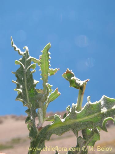 Imágen de Mutisia sinuata (). Haga un clic para aumentar parte de imágen.