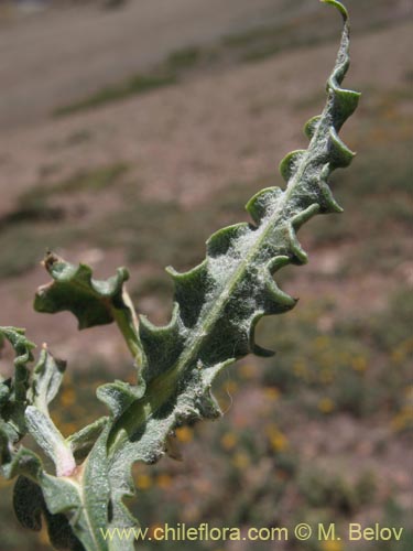 Bild von Mutisia sinuata (). Klicken Sie, um den Ausschnitt zu vergrössern.