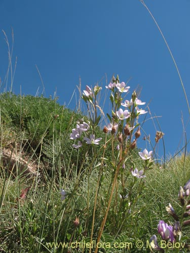 Imágen de Gentianella ottonis (Genciana). Haga un clic para aumentar parte de imágen.