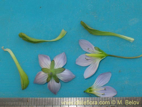 Image of Gentianella ottonis (Genciana). Click to enlarge parts of image.