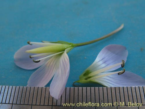 Фотография Gentianella ottonis (Genciana). Щелкните, чтобы увеличить вырез.