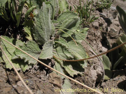 Image of Calceolaria filicaulis (). Click to enlarge parts of image.