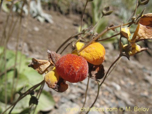 Image of Calceolaria filicaulis (). Click to enlarge parts of image.