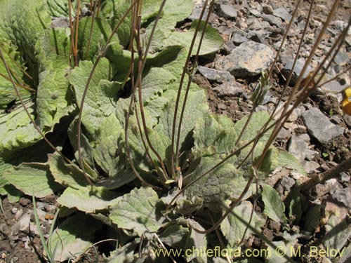 Calceolaria filicaulisの写真