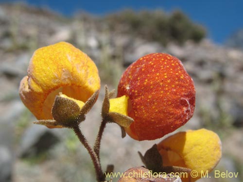 Bild von Calceolaria filicaulis (). Klicken Sie, um den Ausschnitt zu vergrössern.