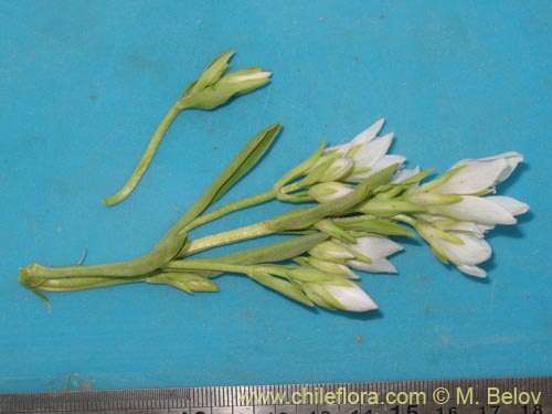 Фотография Gentianella ottonis (Genciana). Щелкните, чтобы увеличить вырез.