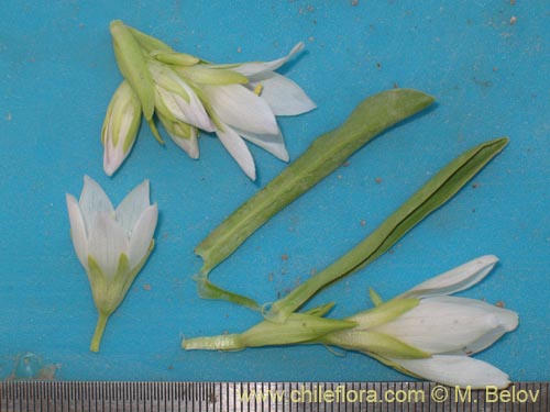 Imágen de Gentianella ottonis (Genciana). Haga un clic para aumentar parte de imágen.