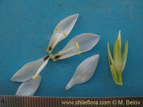 Фотография Gentianella ottonis (Genciana). Щелкните, чтобы увеличить вырез.