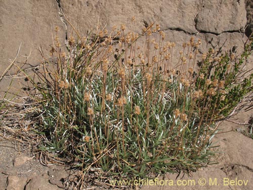 Imágen de Plantago sp. #1287 (). Haga un clic para aumentar parte de imágen.