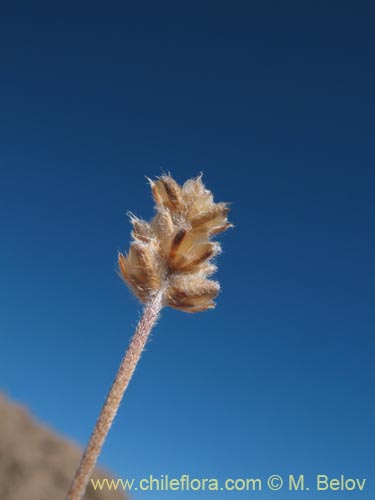 Imágen de Plantago sp. #1287 (). Haga un clic para aumentar parte de imágen.