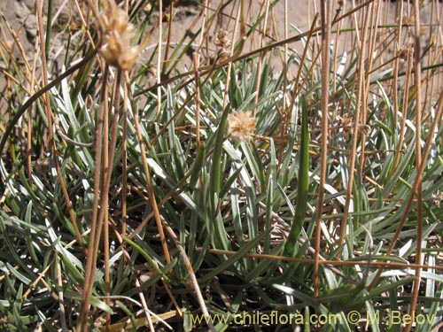 Imágen de Plantago sp. #1287 (). Haga un clic para aumentar parte de imágen.