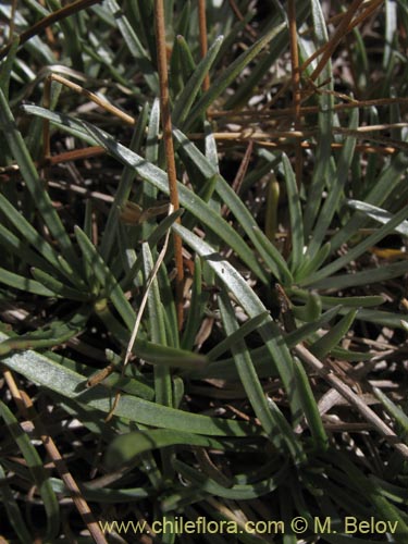 Image of Plantago sp.   #1287 (). Click to enlarge parts of image.