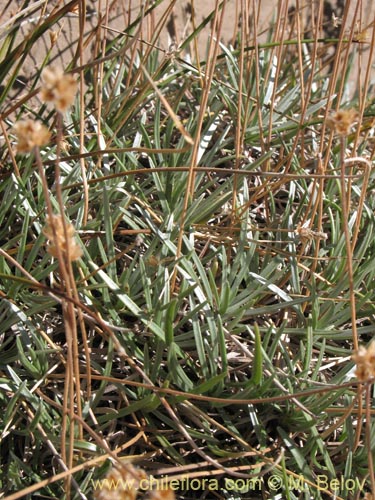 Plantago sp. #1287의 사진