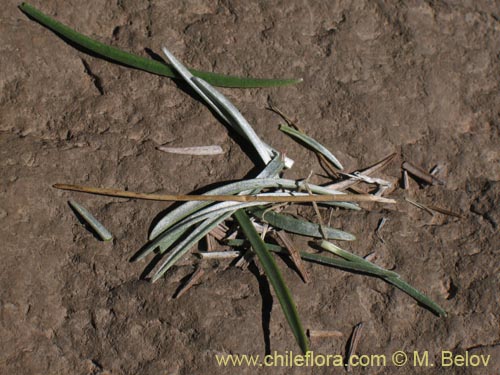 Plantago sp. #1287의 사진