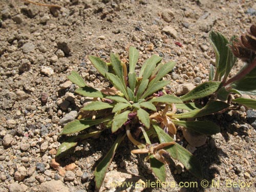 Bild von Viola glacialis (). Klicken Sie, um den Ausschnitt zu vergrössern.