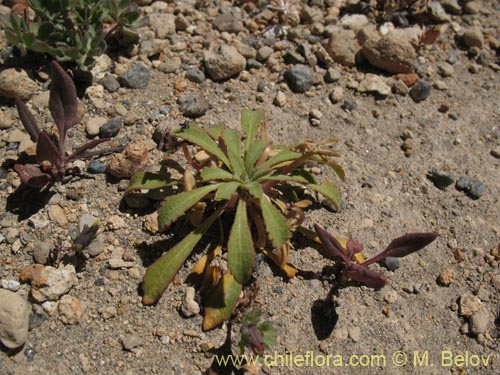 Bild von Viola glacialis (). Klicken Sie, um den Ausschnitt zu vergrössern.