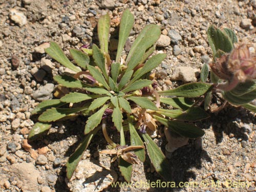 Image of Viola glacialis (). Click to enlarge parts of image.