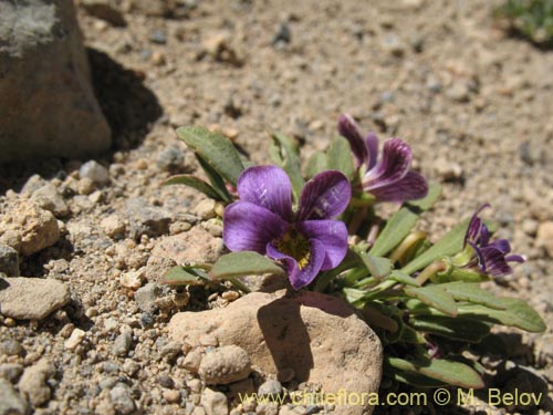 Viola glacialis的照片