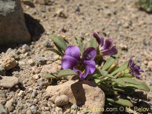 Bild von Viola glacialis (). Klicken Sie, um den Ausschnitt zu vergrössern.