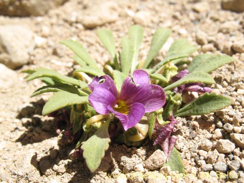 Фотография Viola glacialis (). Щелкните, чтобы увеличить вырез.