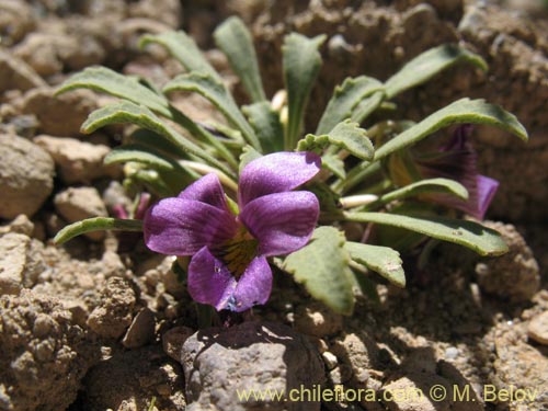 Фотография Viola glacialis (). Щелкните, чтобы увеличить вырез.