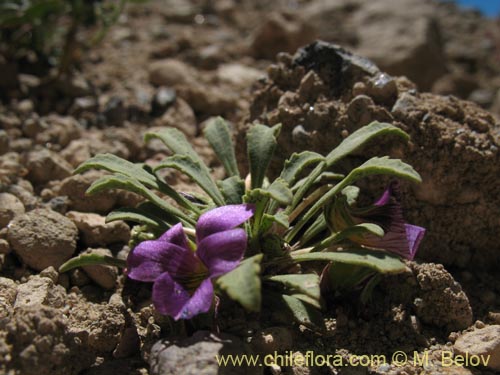 Bild von Viola glacialis (). Klicken Sie, um den Ausschnitt zu vergrössern.