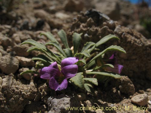 Bild von Viola glacialis (). Klicken Sie, um den Ausschnitt zu vergrössern.