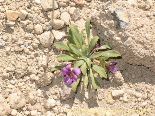 Фотография Viola glacialis (). Щелкните, чтобы увеличить вырез.