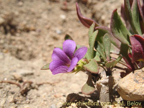 Viola glacialis의 사진