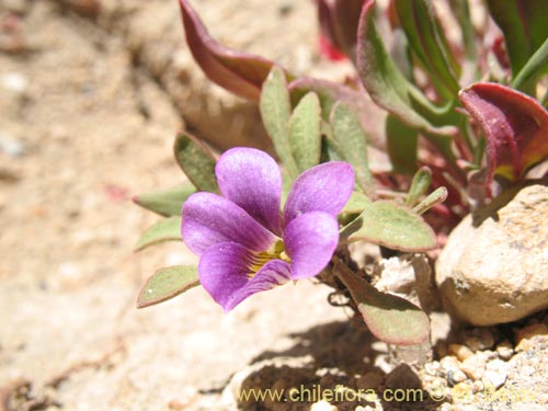 Viola glacialisの写真