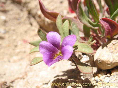 Фотография Viola glacialis (). Щелкните, чтобы увеличить вырез.