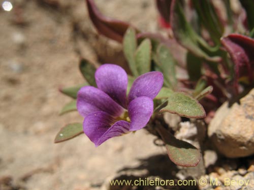 Фотография Viola glacialis (). Щелкните, чтобы увеличить вырез.